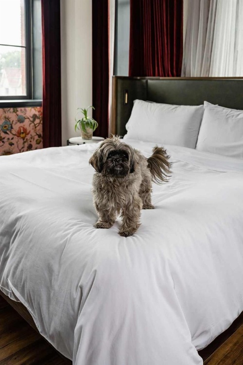 The Broadview Hotel image 37